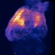 Illustration for article titled This Is What Cocaine Addiction Looks Like In a Transparent Mouse Brain